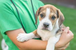 Duke - Adorable Beabull puppy for sale in Wilmot, OH