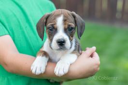 Jackie - Lovable Beabull puppy for sale in Dundee, OH