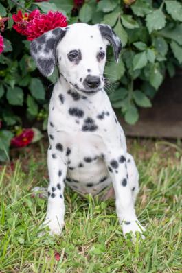 Emily - Adorable Dalmation puppy for sale in Fresno, OH