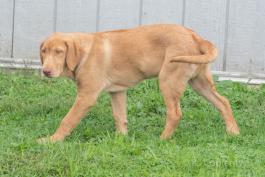 Tyler - Labrador Retriever puppy for Sale in Baltic OH