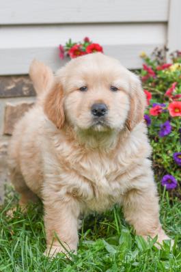 Fritz - Golden Retriever puppy for sale in Sugarcreek OH