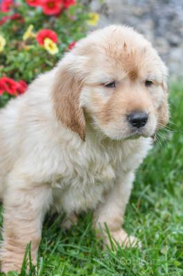 Russell - Golden Retreiver Puppy for sale in OH