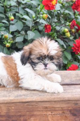 Penny - Shih Tzu puppy for sale in Fresno, OH