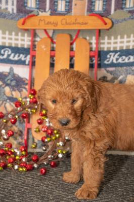 Baxter - Goodendoodle puppy for sale in Millersburg, OH