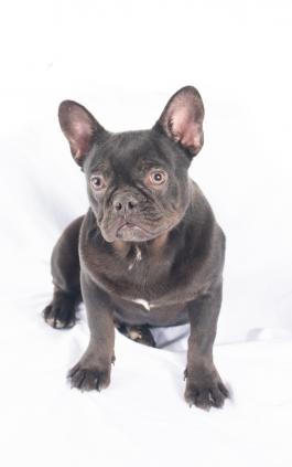 Tucker -Stunning French Bulldog for sale in OH