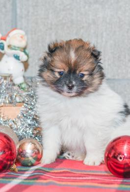 Button - Pomeranian puppy for sale in Milersburg, OH