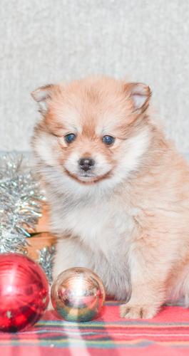 Candy - Pomeranian puppy for sale in Milersburg, OH