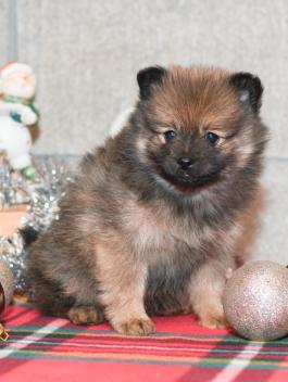 Jazz - Pomeranian puppy for sale in Milersburg, OH