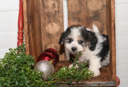 Ben - Havanese puppy for sale in Milersburg, OH
