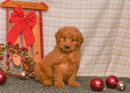 Tanner - Goodendoodle puppy for sale in Millersburg, OH