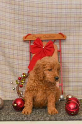 Tiffy - Goodendoodle puppy for sale in Millersburg, OH