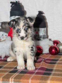 Blue Berry - Austrailian shepherd hybrid puppy for sale in Ohio