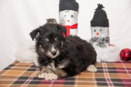 Love - Austrailian shepherd hybrid puppy for sale in Ohio