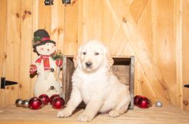 Rex - Golden Retreiver Puppy for sale in Ohio