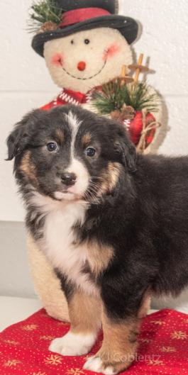 Alyssa - Austrailian Shepherd Puppy for sale in Millersburg, OH