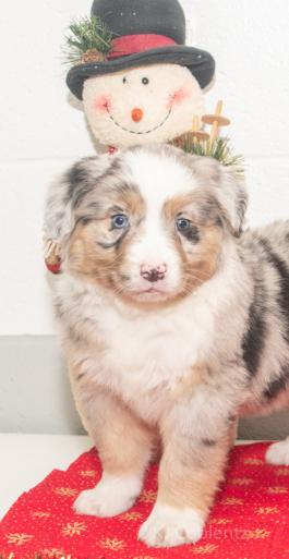 Freckles - Austrailian Shepherd Puppy for sale in Millersburg, OH