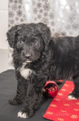 Gregory - Aussiedoodle puppy for sale in Millersburg, Ohio