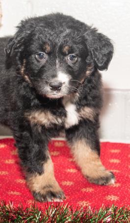 Kimberly - Austrailian Shepherd Puppy for sale in Millersburg, OH