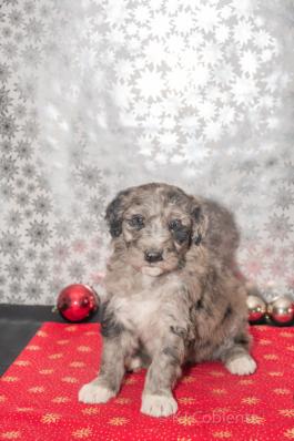 Pete - Aussiedoodle puppy for sale in Millersburg, Ohio