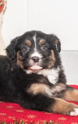 Roxanne - Austrailian Shepherd Puppy for sale in Millersburg, OH