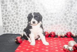 Samuel - Aussiedoodle puppy for sale in Millersburg, Ohio