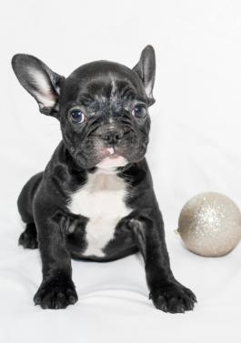 CHARLET - French Bulldog Puppy for sale in Ohio