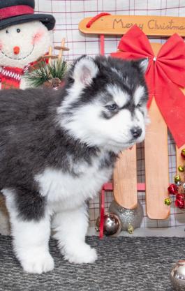 Diamond is a Siberian Husky puppy for sale in OH