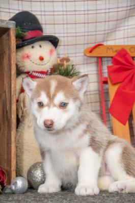 Jewel - Siberian Husky puppy for sale in OH