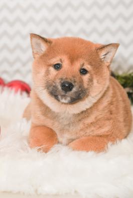 Albert - Shiba Inu puppy for sale in Millersburg, Ohio
