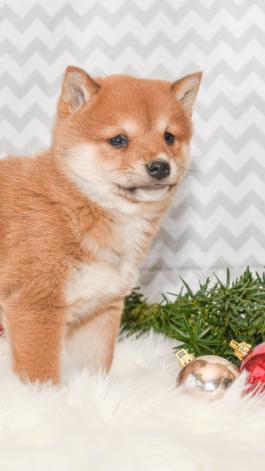 Annabell - Shiba Inu puppy for sale in Millersburg, Ohio