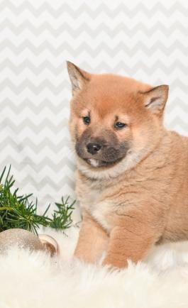 Beulah - Shiba Inu puppy for sale in Millersburg, Ohio