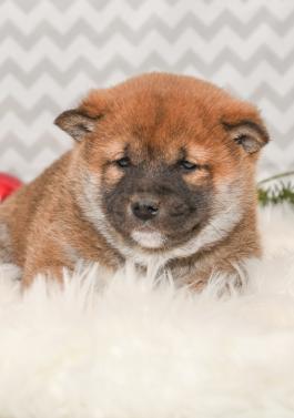Bingo - Shiba Inu puppy for sale in Millersburg, Ohio
