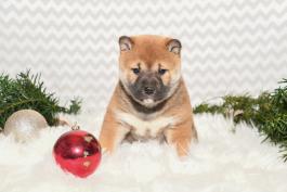 Bonnie - Shiba Inu puppy for sale in Millersburg, Ohio