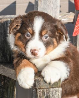 Buster - Austrialian Shepherd puppy for sale in Millersburg, Ohio