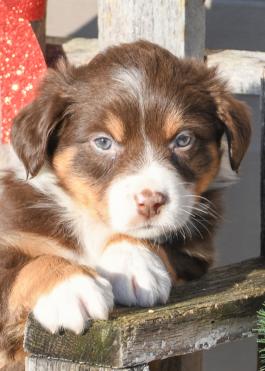 Ranger - Austrialian Shepherd puppy for sale in Millersburg, Ohio