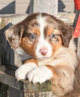 Skipper - Austrialian Shepherd puppy for sale in Millersburg, Ohio