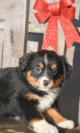 Twister - Austrialian Shepherd puppy for sale in Millersburg, Ohio