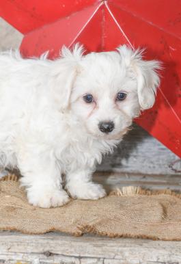 Tom - Havanese puppy for sale in Millersburg, Ohio