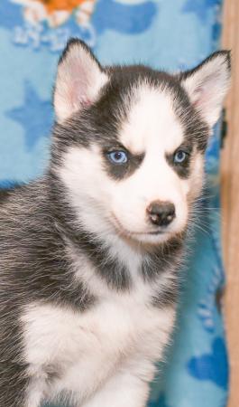 Beauty - Siberian Husky puppy for sale in Holmesville, Ohio