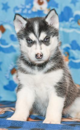 Bella - Siberian Husky puppy for sale in Holmesville, Ohio