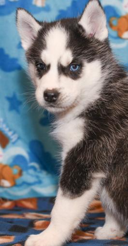 Brutus - Siberian Husky puppy for sale in Holmesville, Ohio