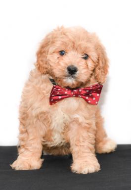 Ginger - cavapoo puppy for sale in Millersburg, ohio