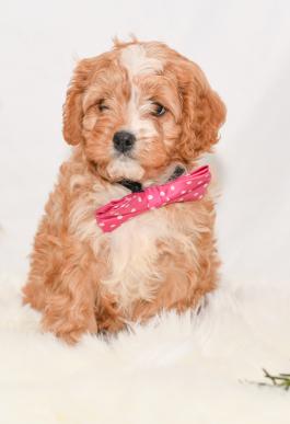 Lady - cavapoo puppy for sale in Millersburg, ohio