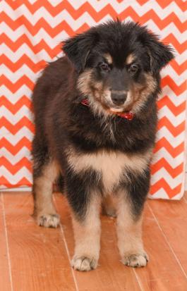 Peanut - Australian shepherd hybrid puppy for sale in Ohio