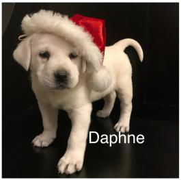 Daphne AKC labrador retriever puppy