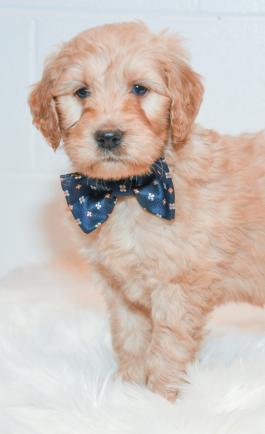Toby - Labradoodle puppy for sale in baltic ohio
