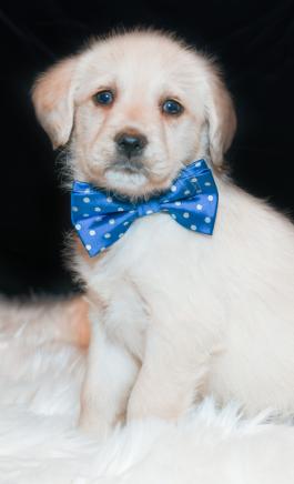 Triston - Labradoodle puppy for sale in baltic ohio