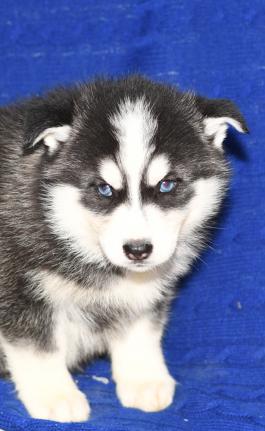 Alexa - Siberian Husky Puppy for sale in Millersburg, Ohio