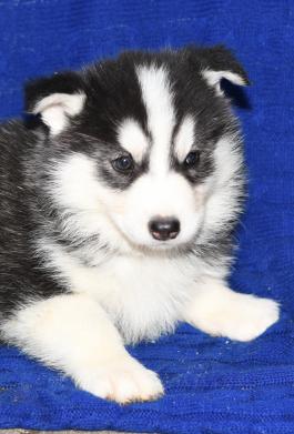 Asylum - Siberian Husky Puppy for sale in Millersburg, Ohio