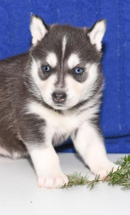 Sapphire - Siberian Husky Puppy for sale in Millersburg, Ohio
